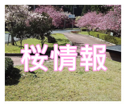 桜情報